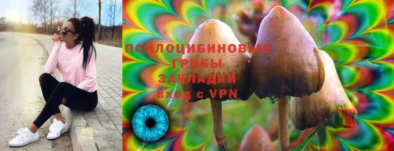 Псилоцибиновые грибы Psilocybine cubensis  Руза 